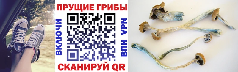 Галлюциногенные грибы Cubensis  что такое наркотик  Тейково 
